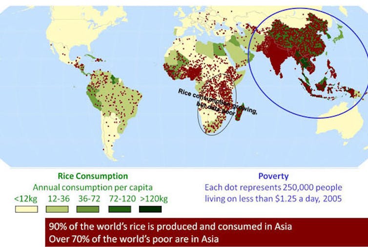 Many of poorest regions in Asia rely on rice as a staple food. IRRI, CC BY-NC-SA