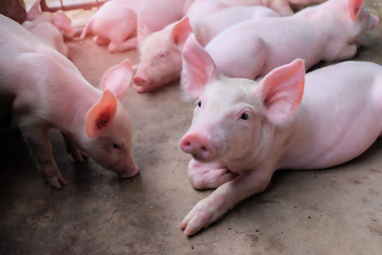 Pen of pigs