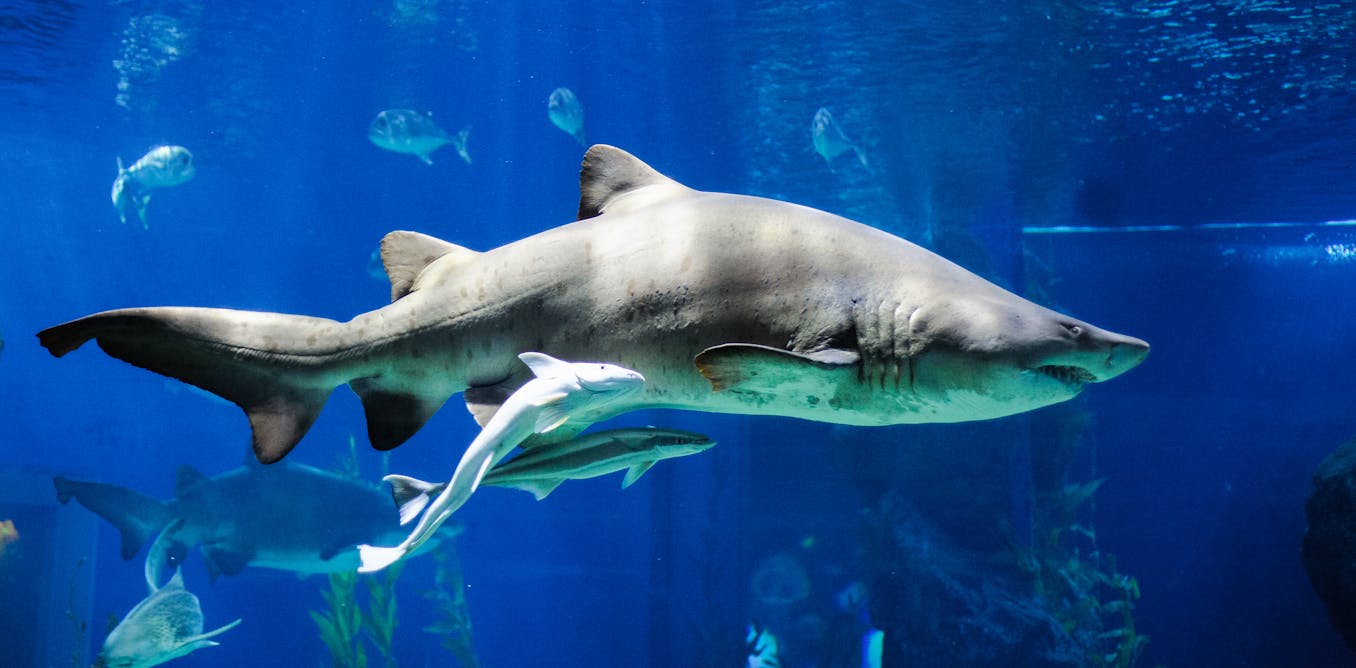 Sharks can have bellybuttons and other facts about their