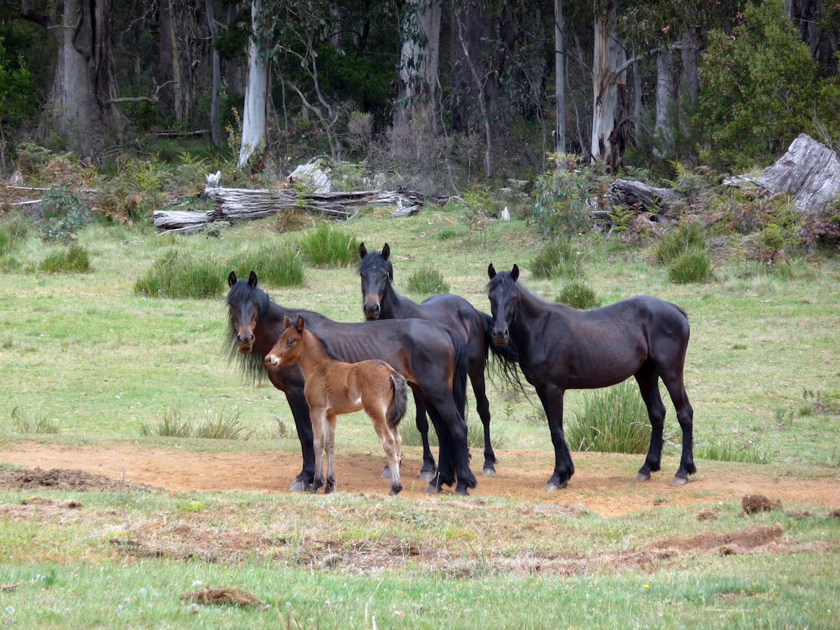 Why Do Brumbies Evoke Such Passion It S All Down To The High Country S Cultural Myth Makers