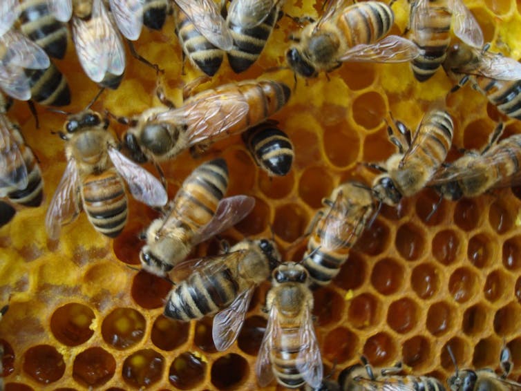 Bees get stressed at work too (and it might be causing colony collapse)