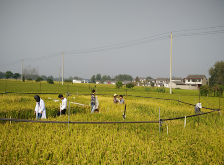 Rice within the octagon in this field is part of an experiment designed to grow rice under different atmospheric conditions. Rice grown under carbon dioxide concentrations of 568 to 590 parts per million is less nutritious, with lower amounts of protein, vitamins and minerals. Dr. Toshihiro HASEGAWA, National Agriculture and Food Research Organization of Japan, CC BY-ND