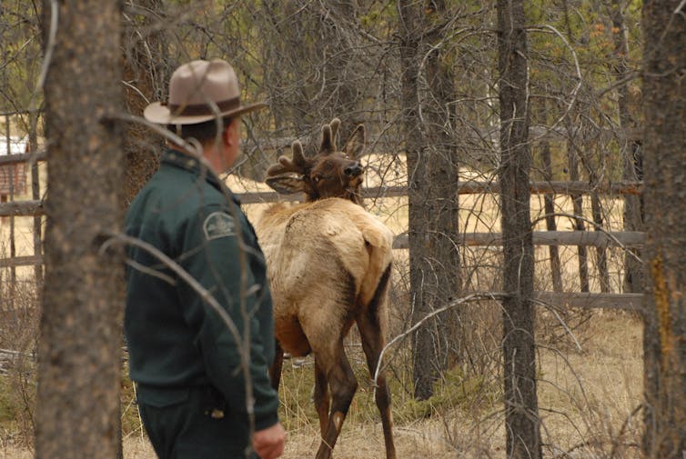 A park ranger observes an elk