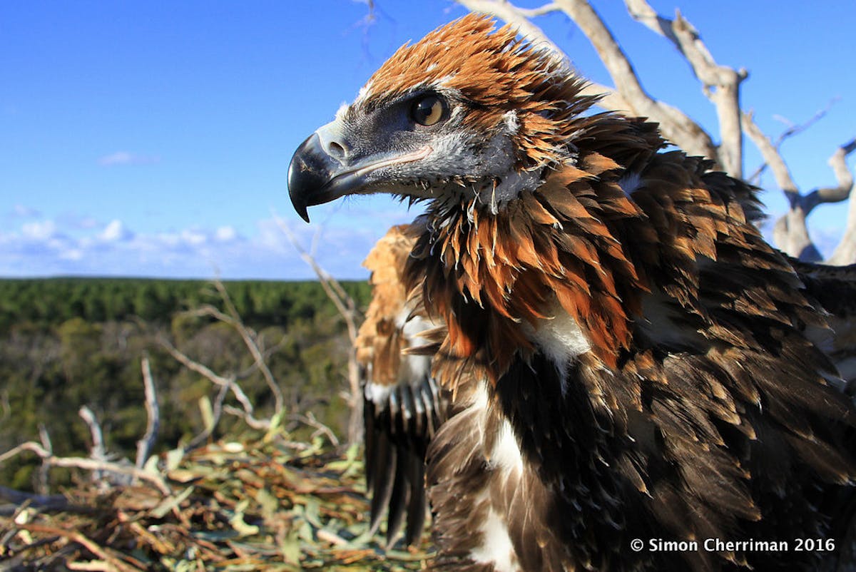Mass wedge-tailed eagles could have Australia-wide consequences