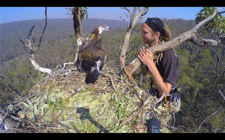 Mass slaughter of wedge-tailed eagles could have Australia-wide consequences