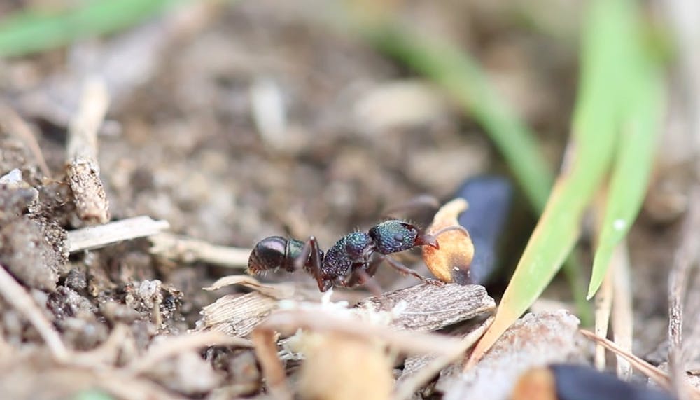 Move Like Insects Insects that look like sticks, behave like fruit, and move like seeds