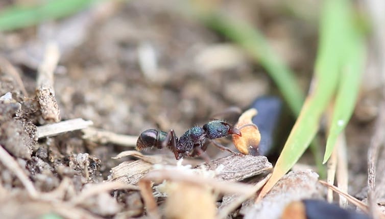 Insects that look like sticks, behave like fruit, and move like seeds