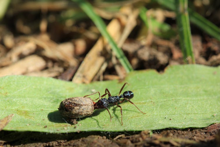 Insects that look like sticks, behave like fruit, and move like seeds