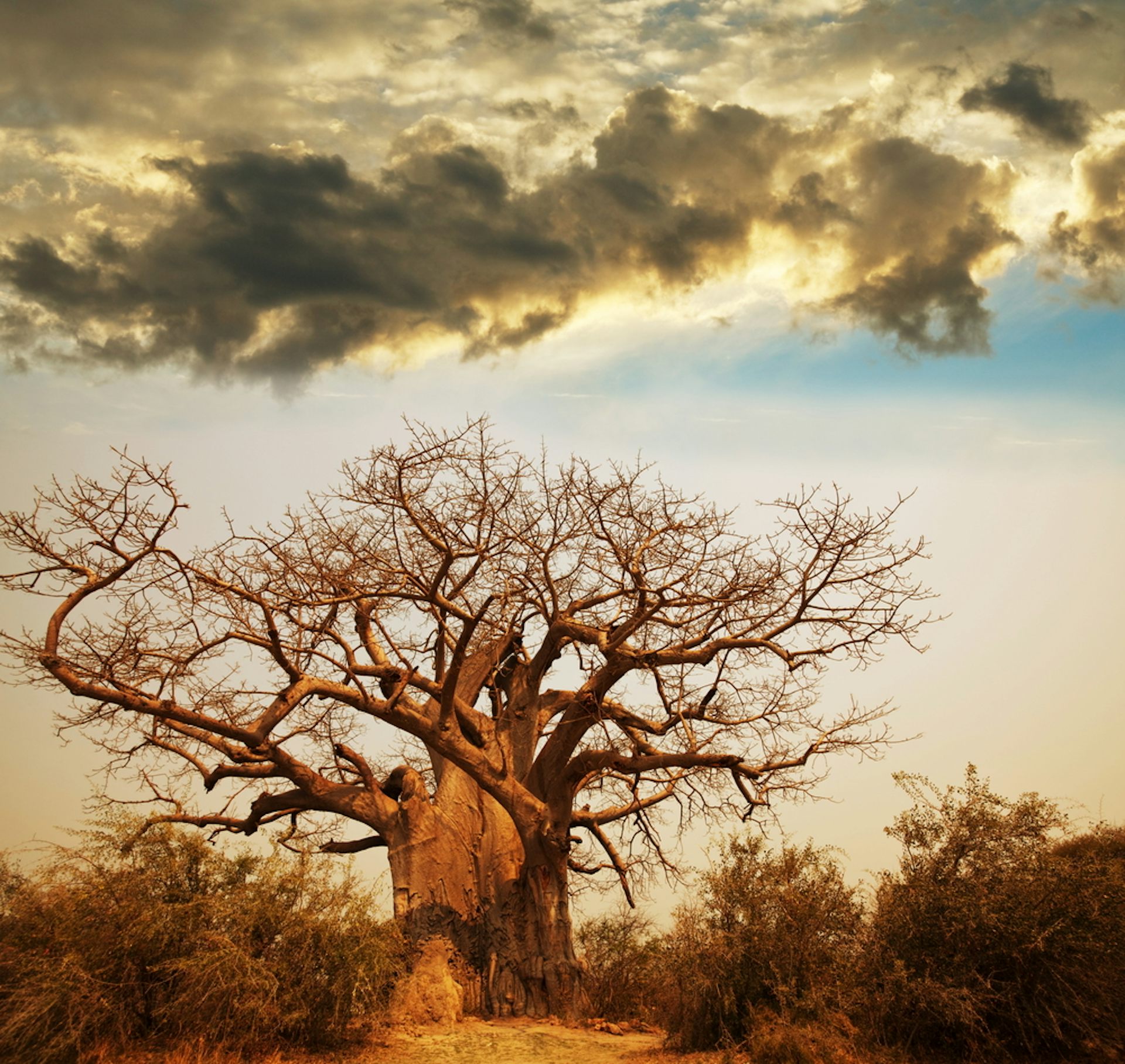 Baobab Trees Have More Than 300 Uses But They’re Dying In Africa