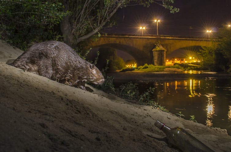 To avoid humans, more wildlife now work the night shift