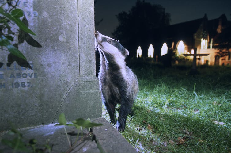 To avoid humans, more wildlife now work the night shift