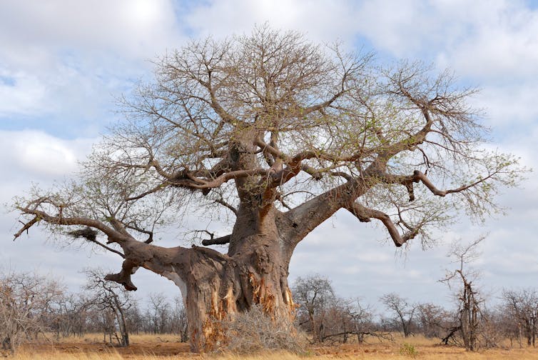 Baobab trees have more than 300 uses but dying in Africa