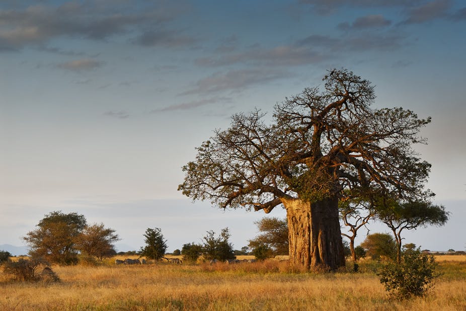baobab african savanna plants trees africa giant uses ancient shutterstock dying than environment re any