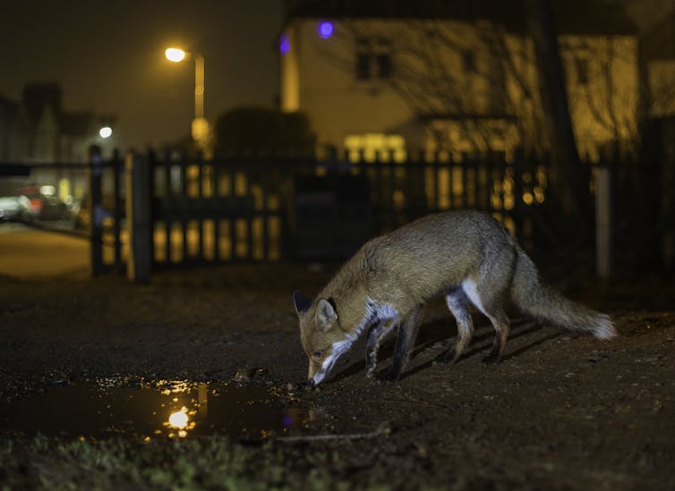To avoid humans, more wildlife now work the night shift – Brashares Group