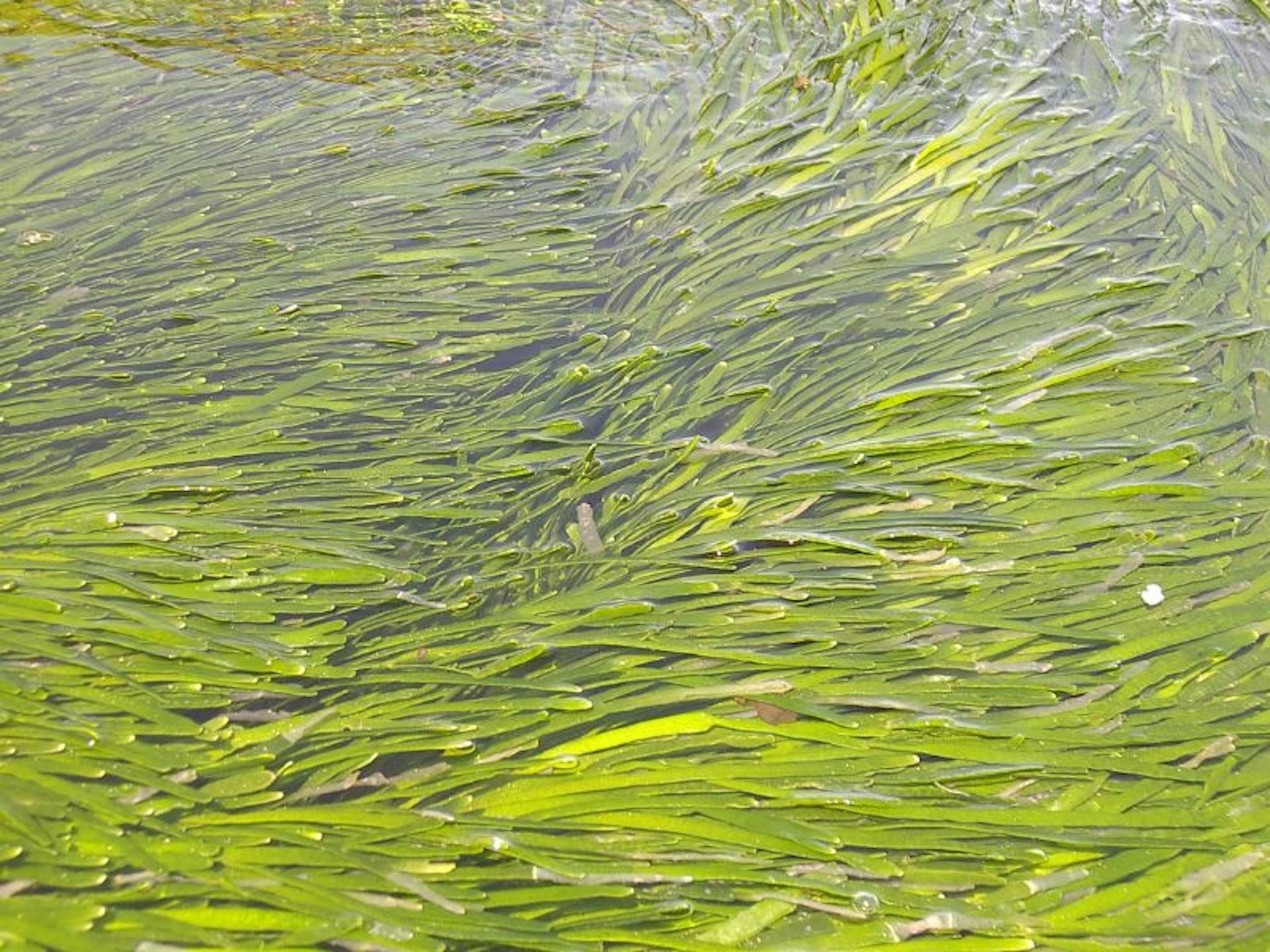 Banning Indigenous Hunting Wont Help Dugongs - 