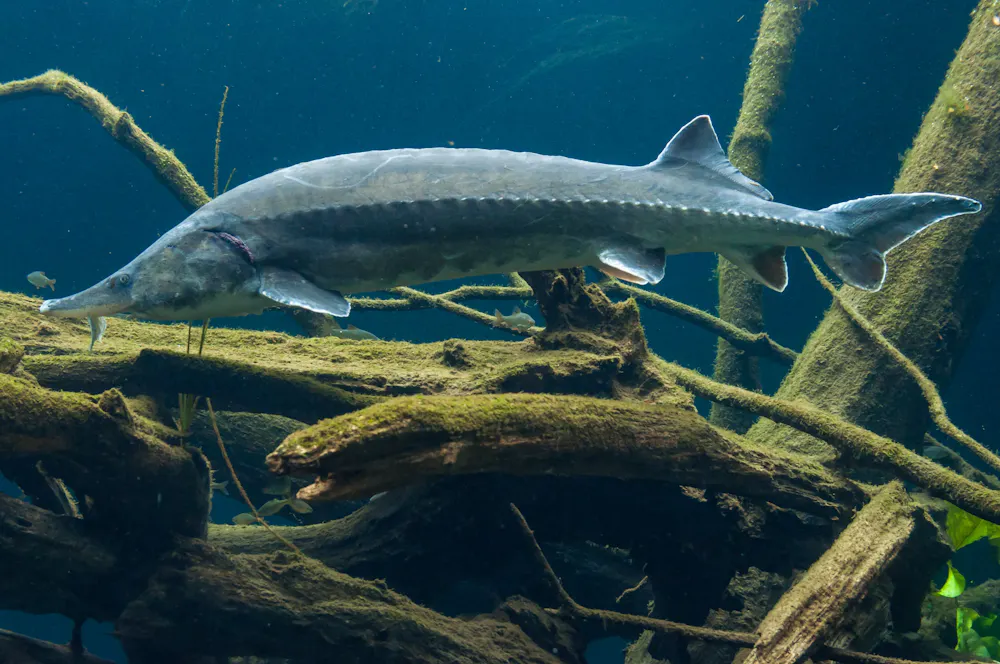 Vora Fish Volga River Fish