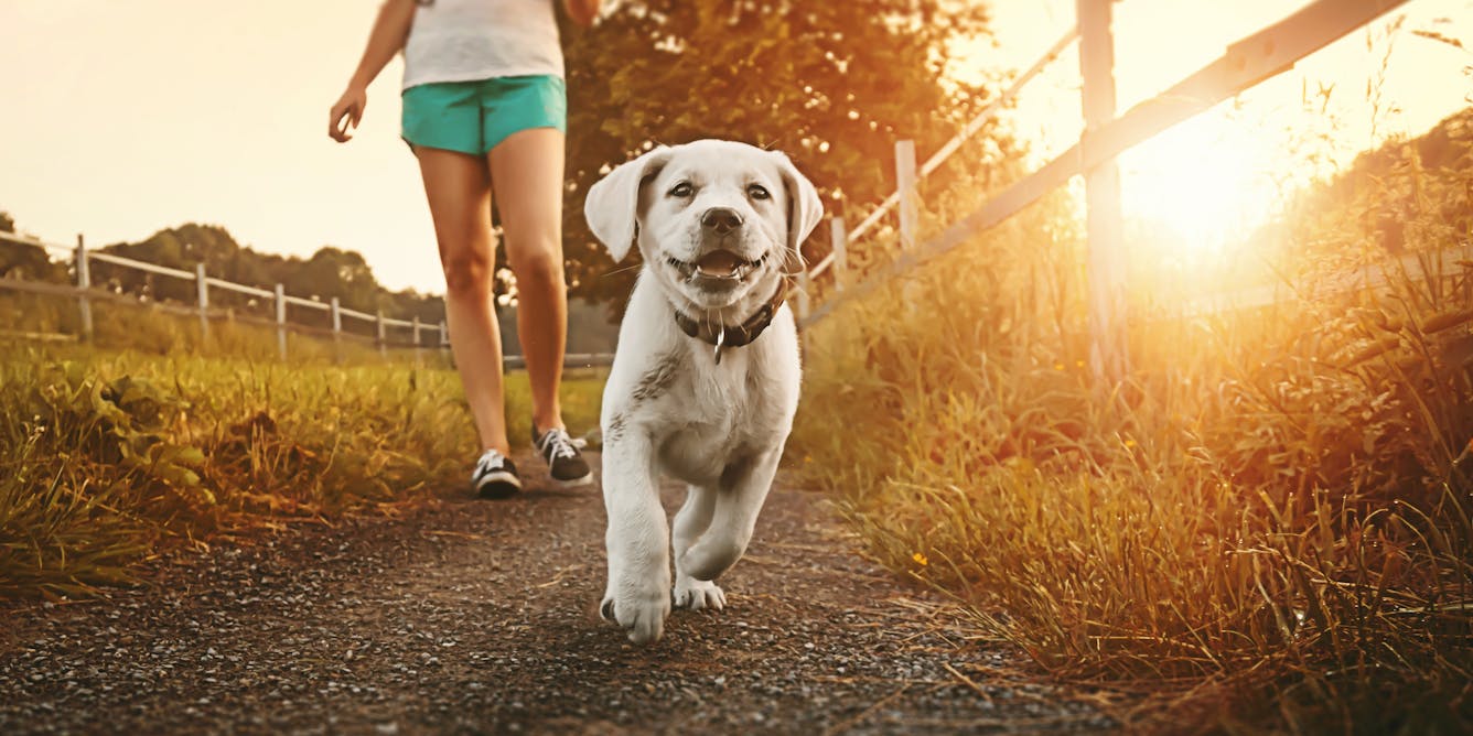 Walking a dog won't make your child fitter, but it can give them a