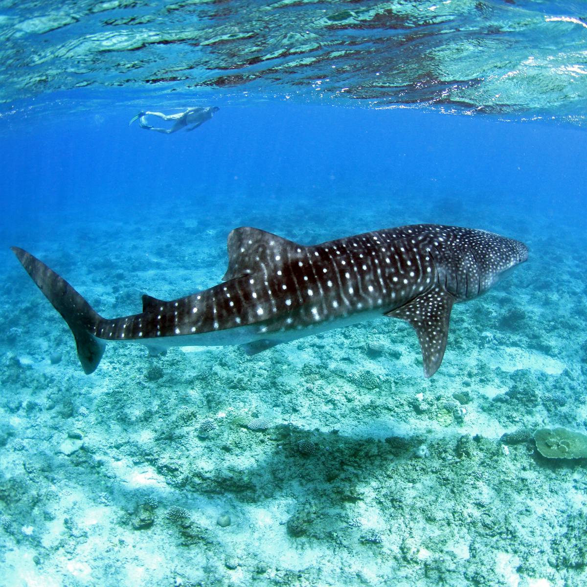 Whale Sharks Gather At A Few Specific Locations Around The World