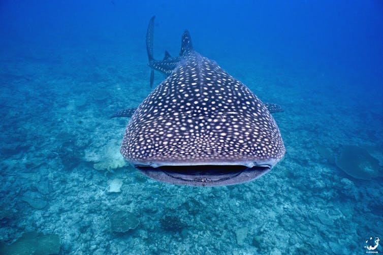 Where the whale sharks are: New research reveals secrets of