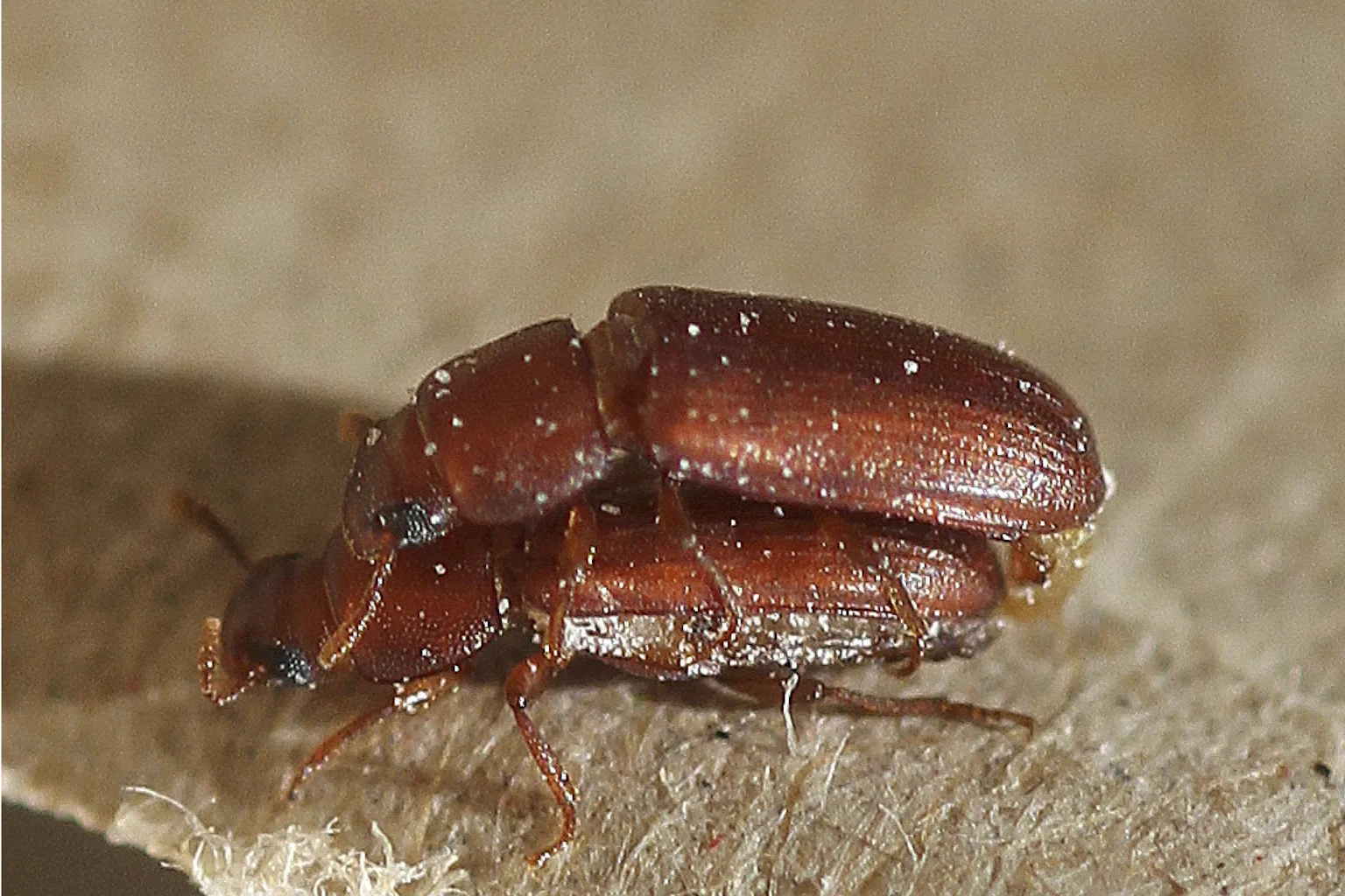 Man Dating Insect Why homosexual behaviour in insects may be a case of mistaken identity