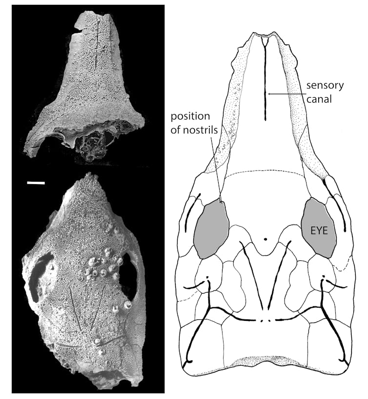 Fossil fish with platypus-like snout shows that coral reefs have long been evolution hotspots