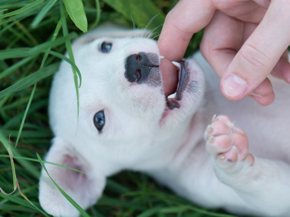 Curious Kids Do Cats And Dogs Lose Baby Teeth Like People Do Curious Kids Do Cats And Dogs Lose Baby Teeth Like People Do