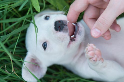 Do cats and dogs lose baby teeth like people do?