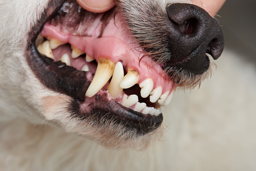 Curious Kids: Do cats and dogs lose baby teeth like people ...