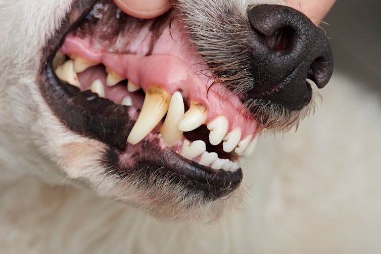 Curious Kids: Do cats and dogs lose baby teeth like people do?