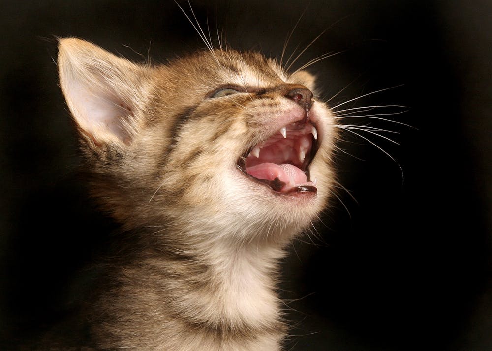 Curious Kids: Do cats and dogs lose baby teeth like people do?