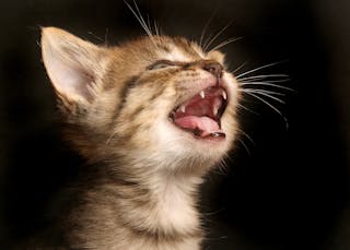 Do Kittens Have Diarrhea When Teething Upgrade Your Cat