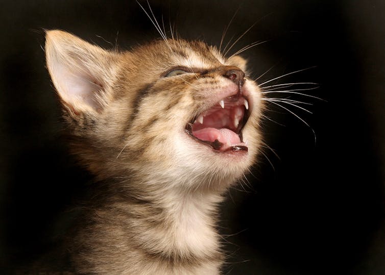 Do cats and dogs lose baby teeth like people do?