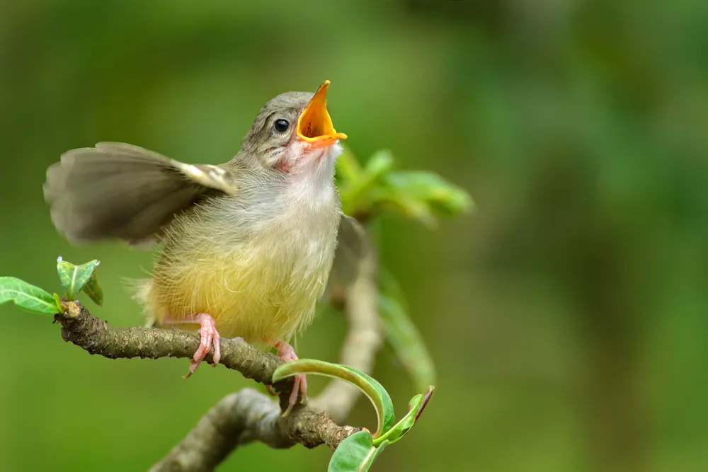 Curious Kids Why Do Birds Sing Curious kids why do birds sing