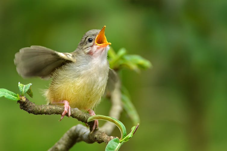 Curious Kids: Why do birds sing?