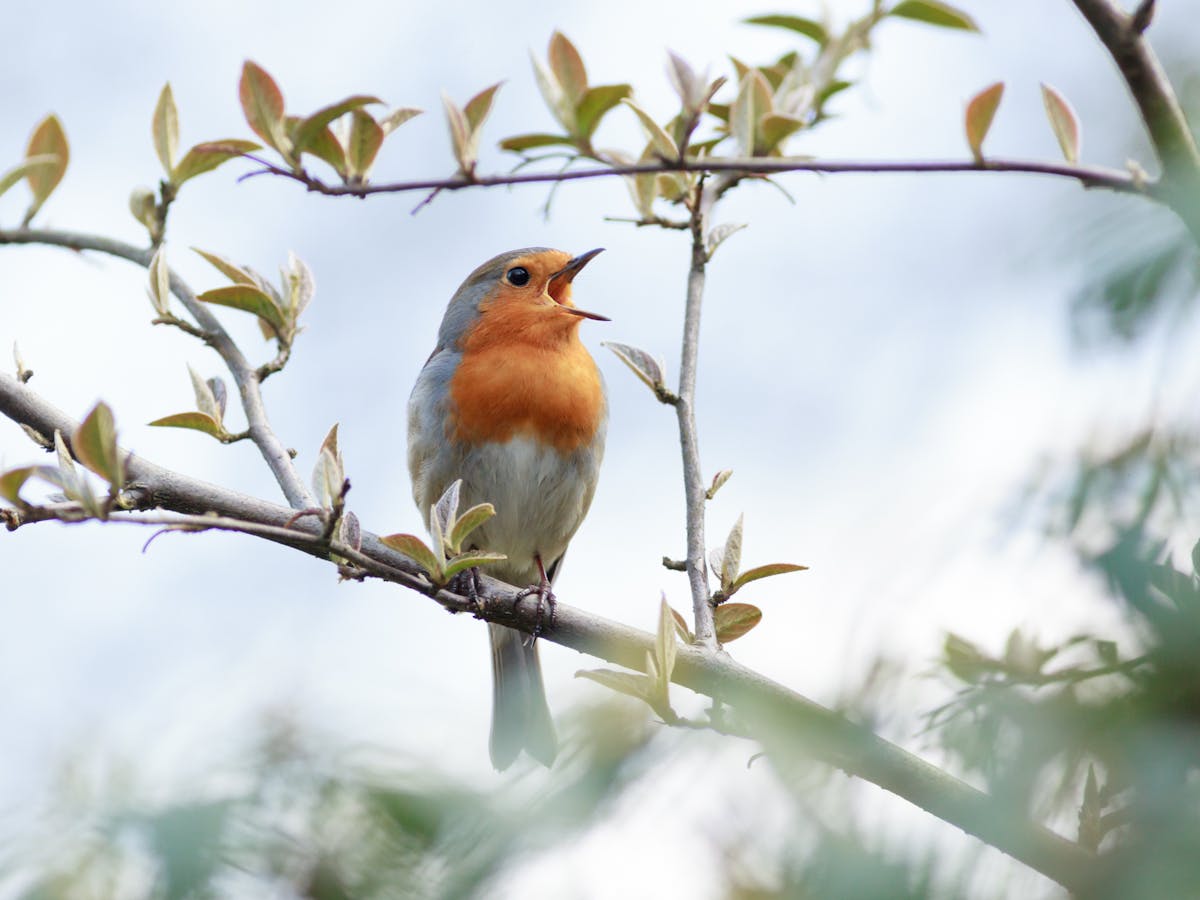 Curious Kids Why Do Birds Sing Curious Kids Why Do Birds Sing