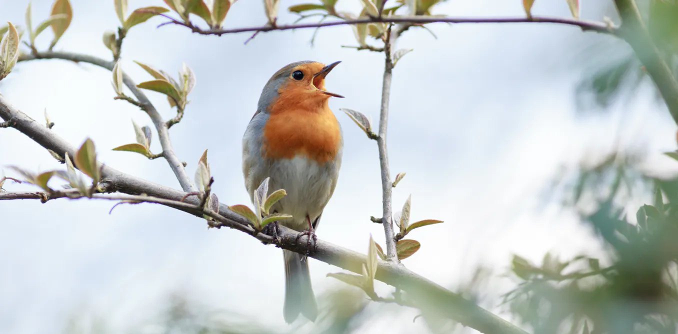 Curious Kids Why Do Birds Sing Curious kids why do birds sing