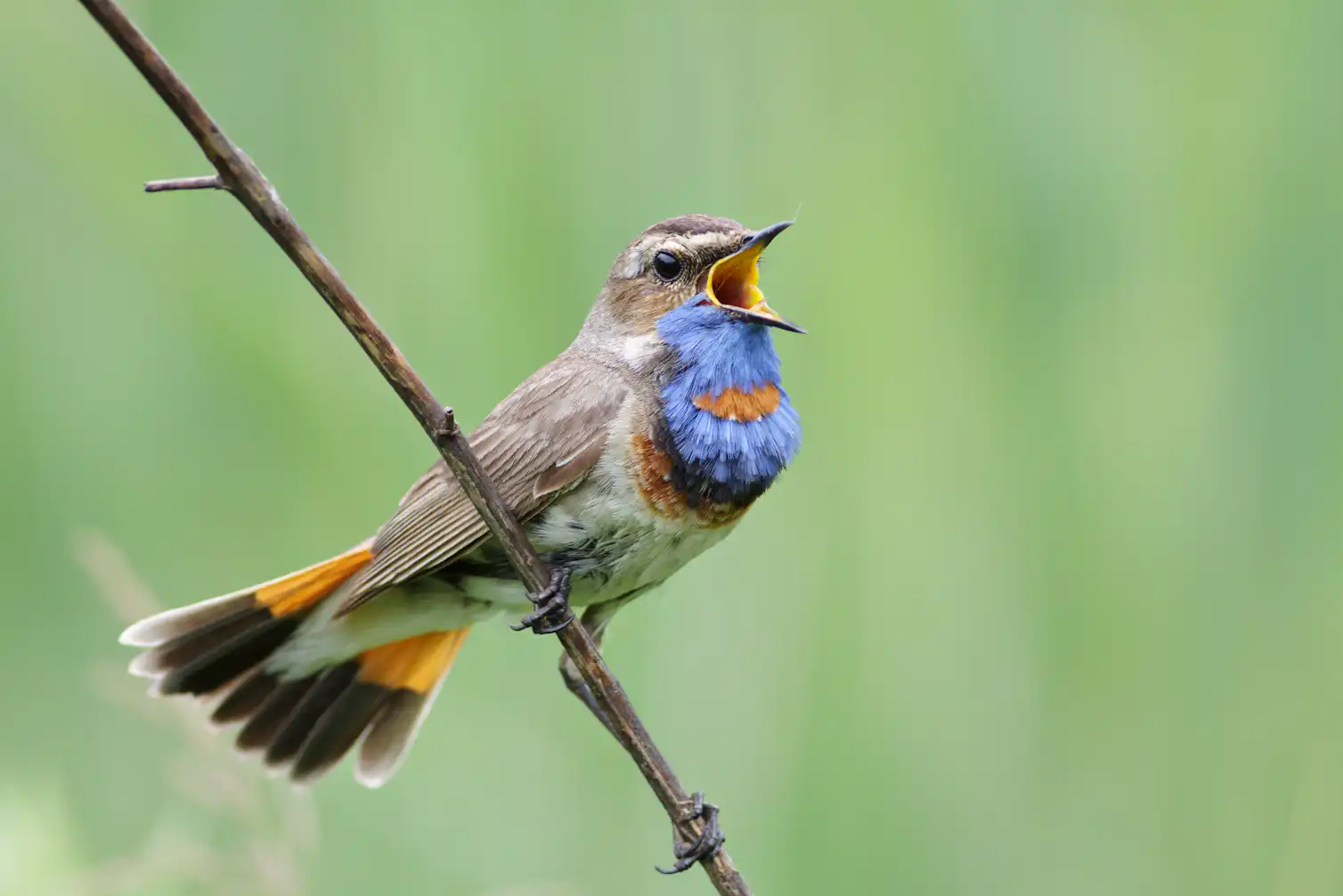 Curious Kids Why Do Birds Sing Curious kids why do birds sing