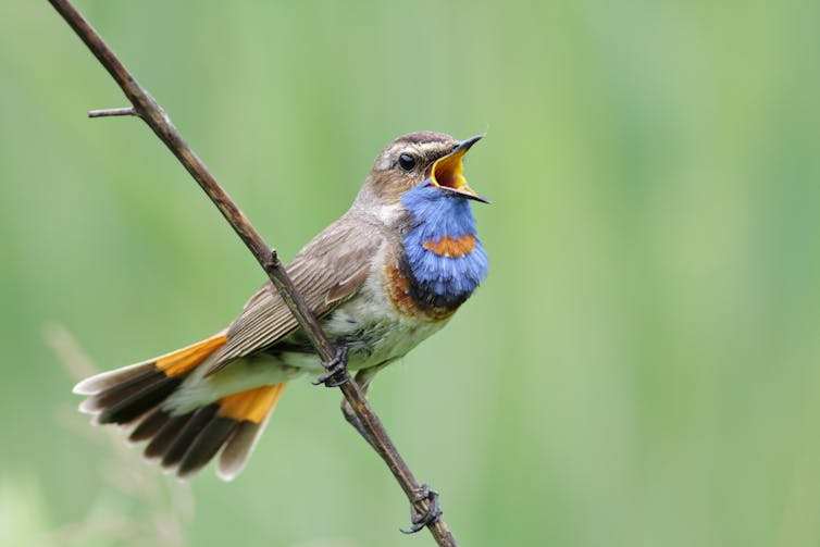 Curious Kids: Why do birds sing?