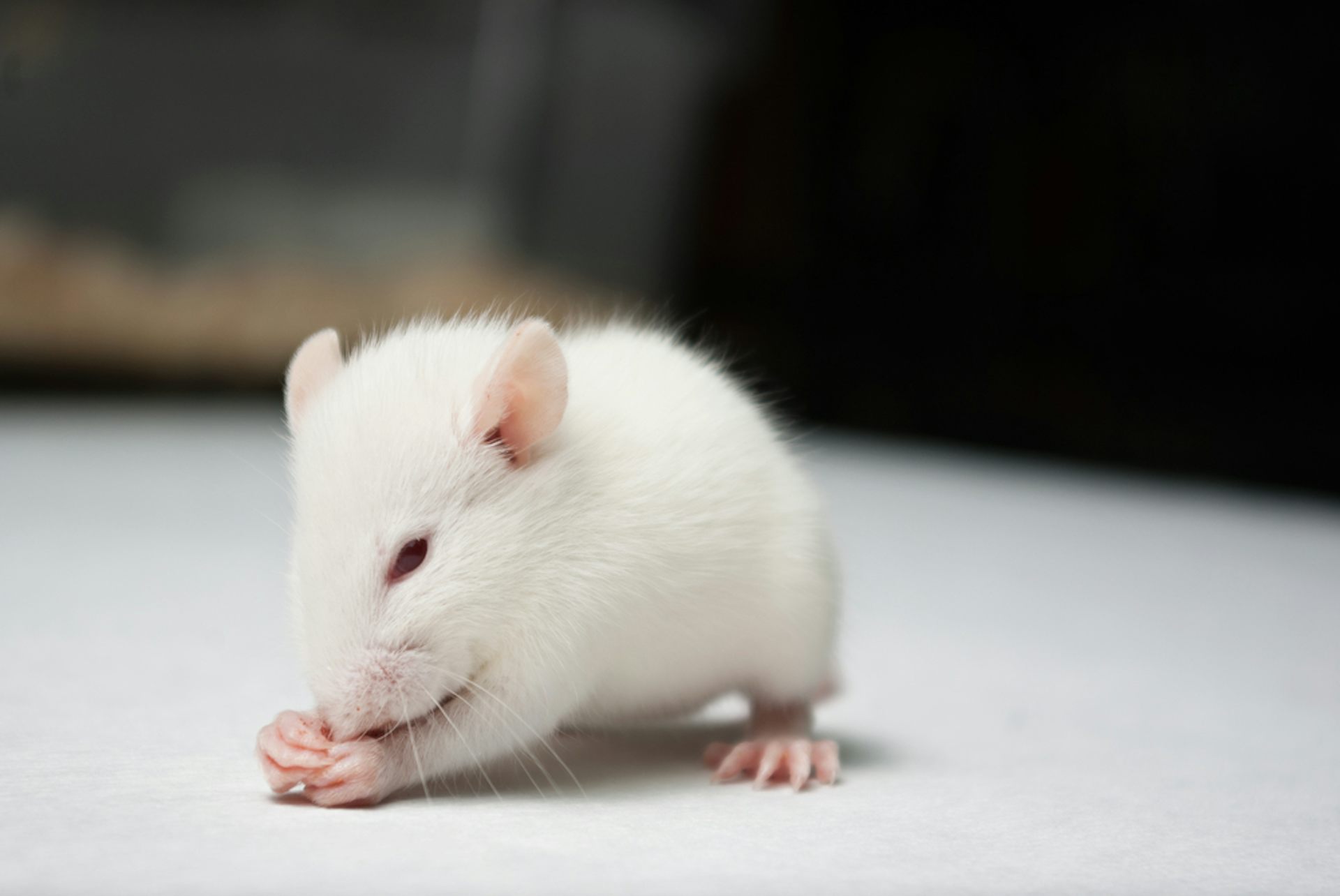 Wireless device lights up pleasure centre in brains of mice