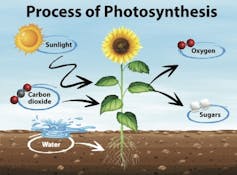 Helping plants remove natural toxins could boost crop yields by 47 percent