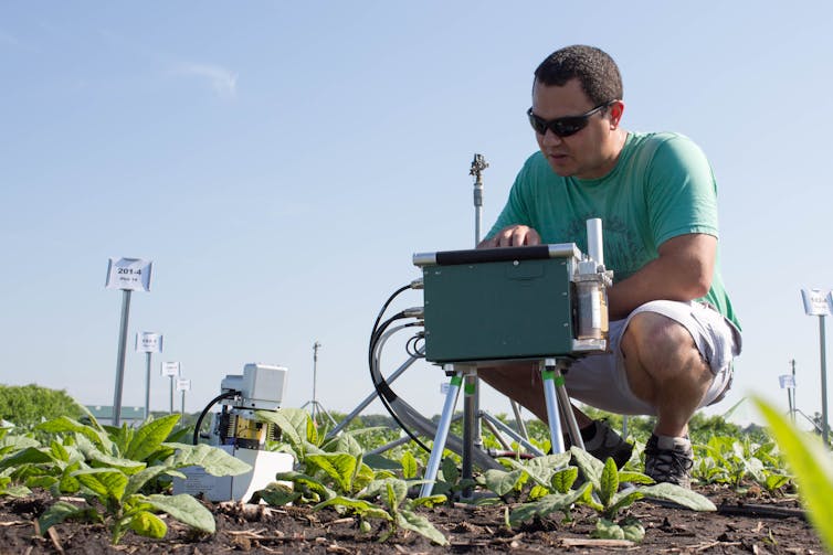 Helping plants remove natural toxins could boost crop yields by 47 percent