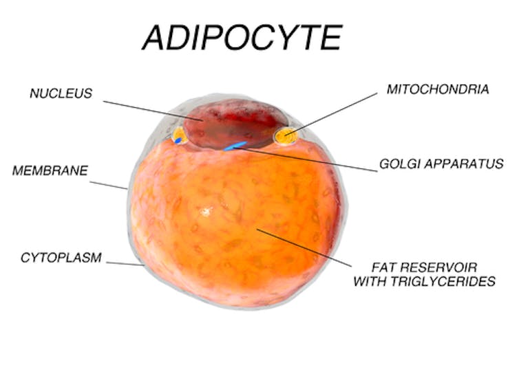 A fat cell is loaded with triglycerides, or fatty deposits, and does not resemble other cells in our body. (Pavel Chagochkin/Shutterstock)