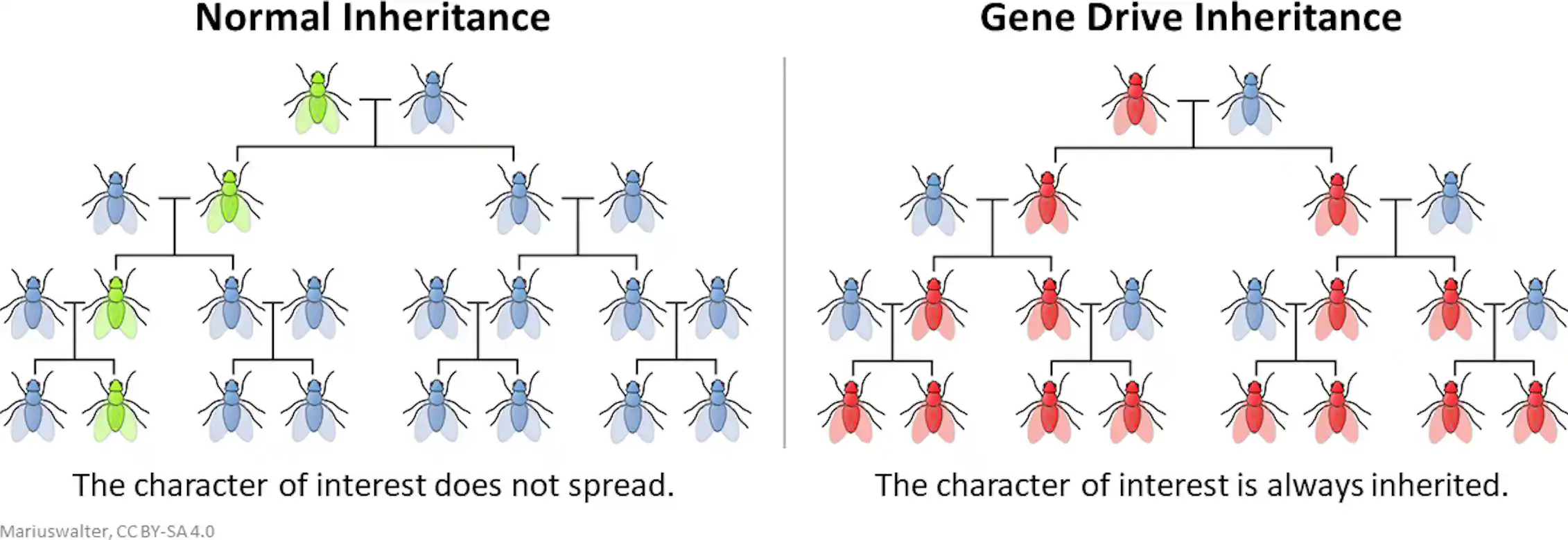 Gene drives accelerate evolution – but we need brakes