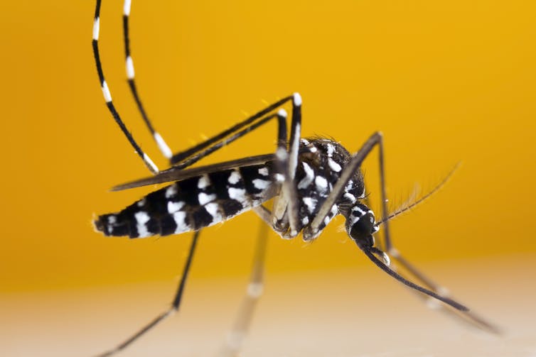 Why your summer might be full of mosquitoes, according to a scientist