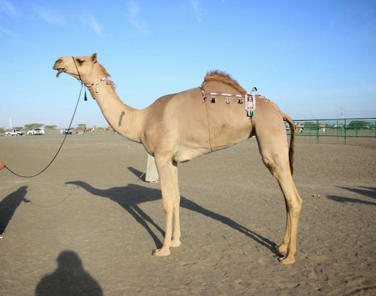 Inside the world of million-dollar beauty pageants – for camels