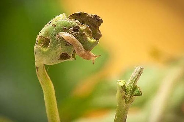 Slugs, shown here on a soybean plant, are unaffected by neonicotinoids but can transmit the insecticides to beetles that are important slug predators.