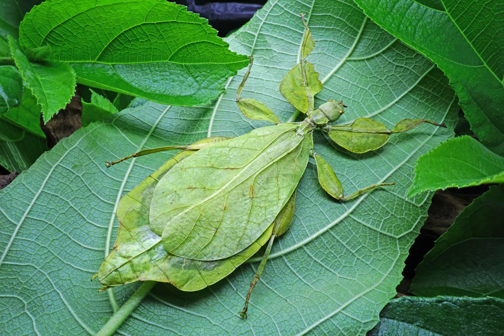 Move Like Insects Insects that look like sticks, behave like fruit, and move like seeds