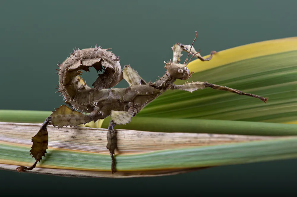 Move Like Insects Insects that look like sticks, behave like fruit, and move like seeds