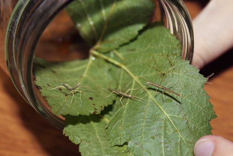 Insects that look like sticks, behave like fruit, and move like seeds