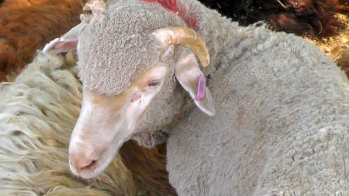 Government suspends licence of biggest live sheep exporter